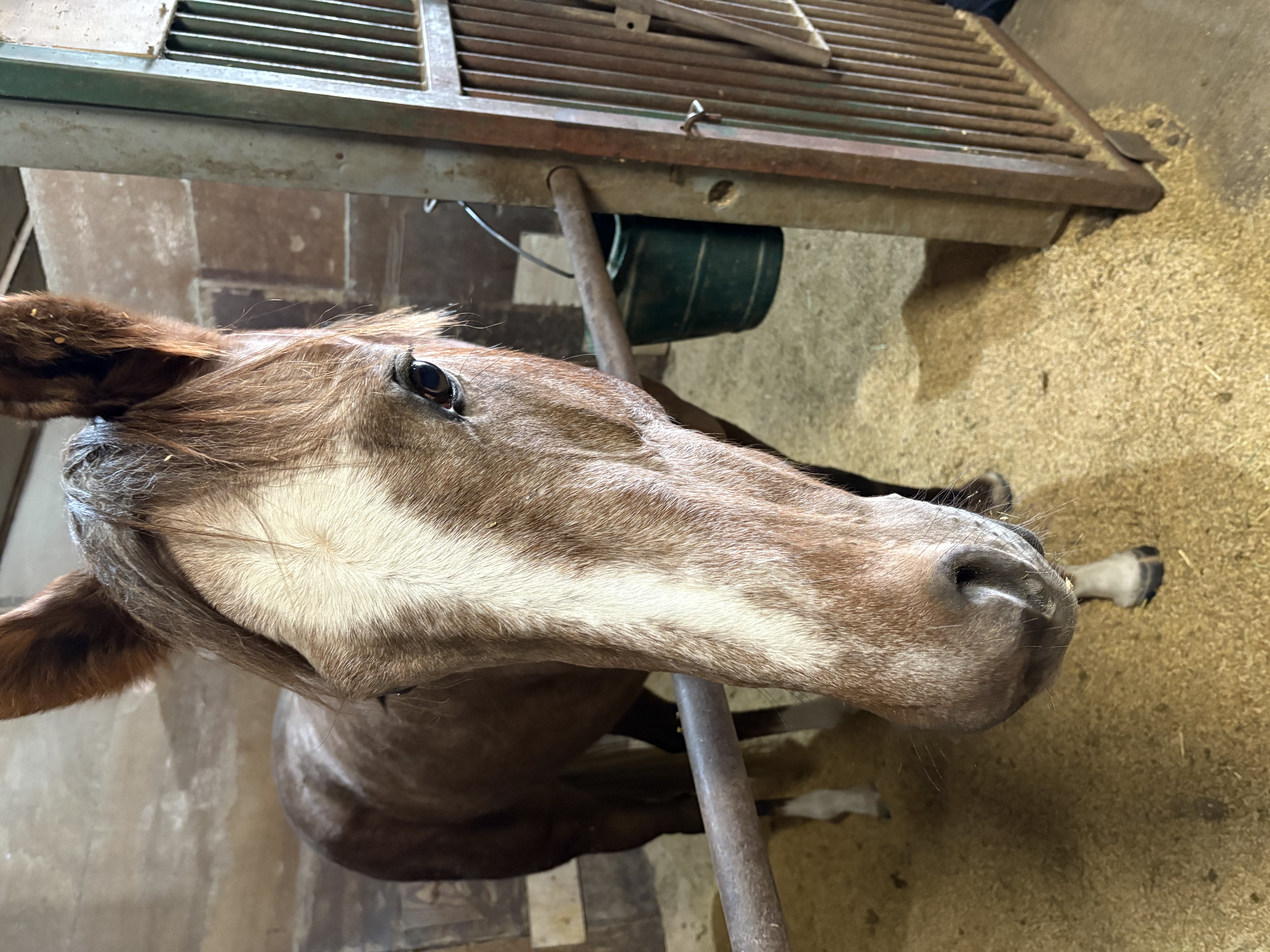 インタールード