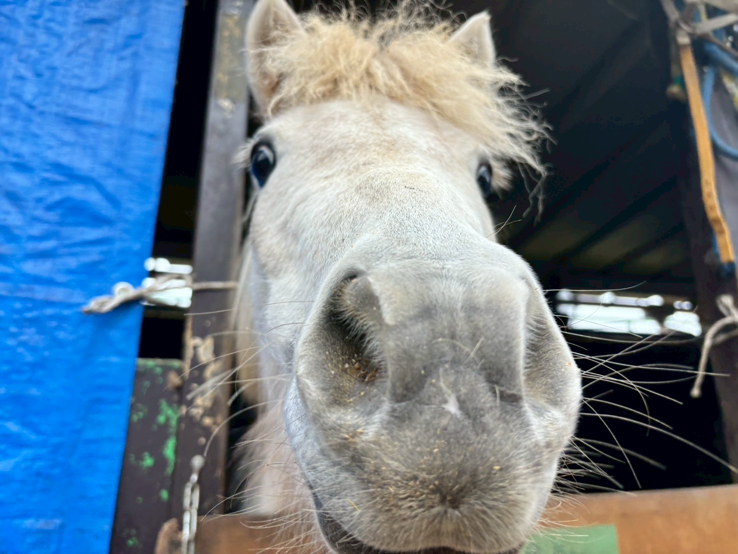 シロ　リタッチ