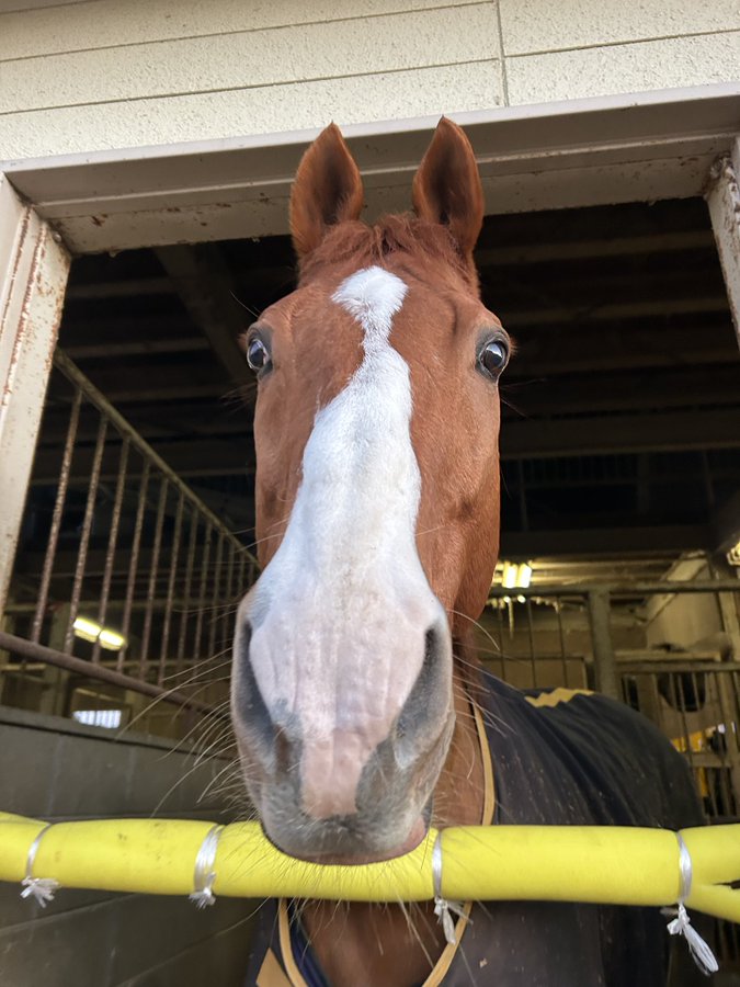 サトノカイザー