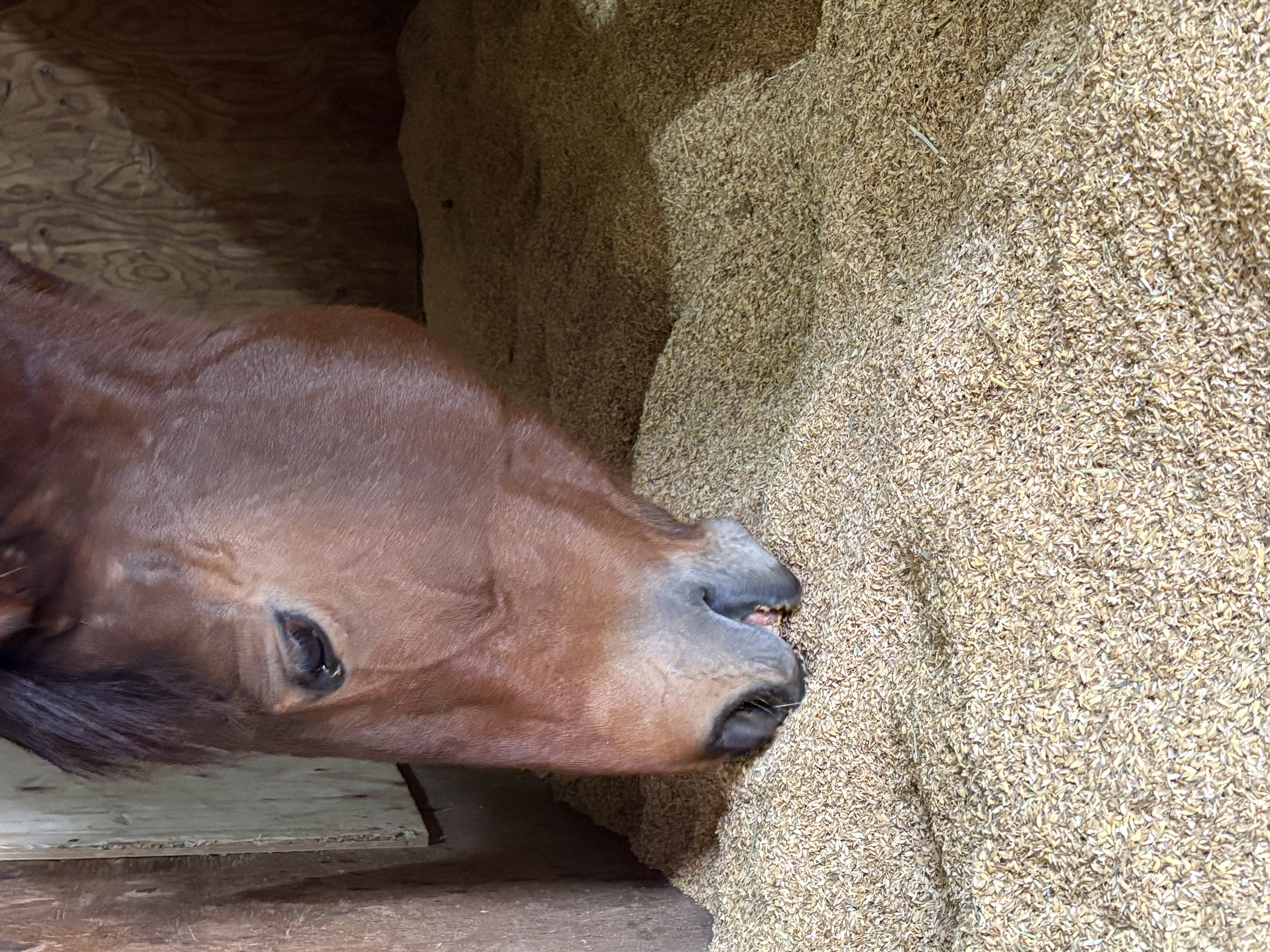 クイーンオブリリー