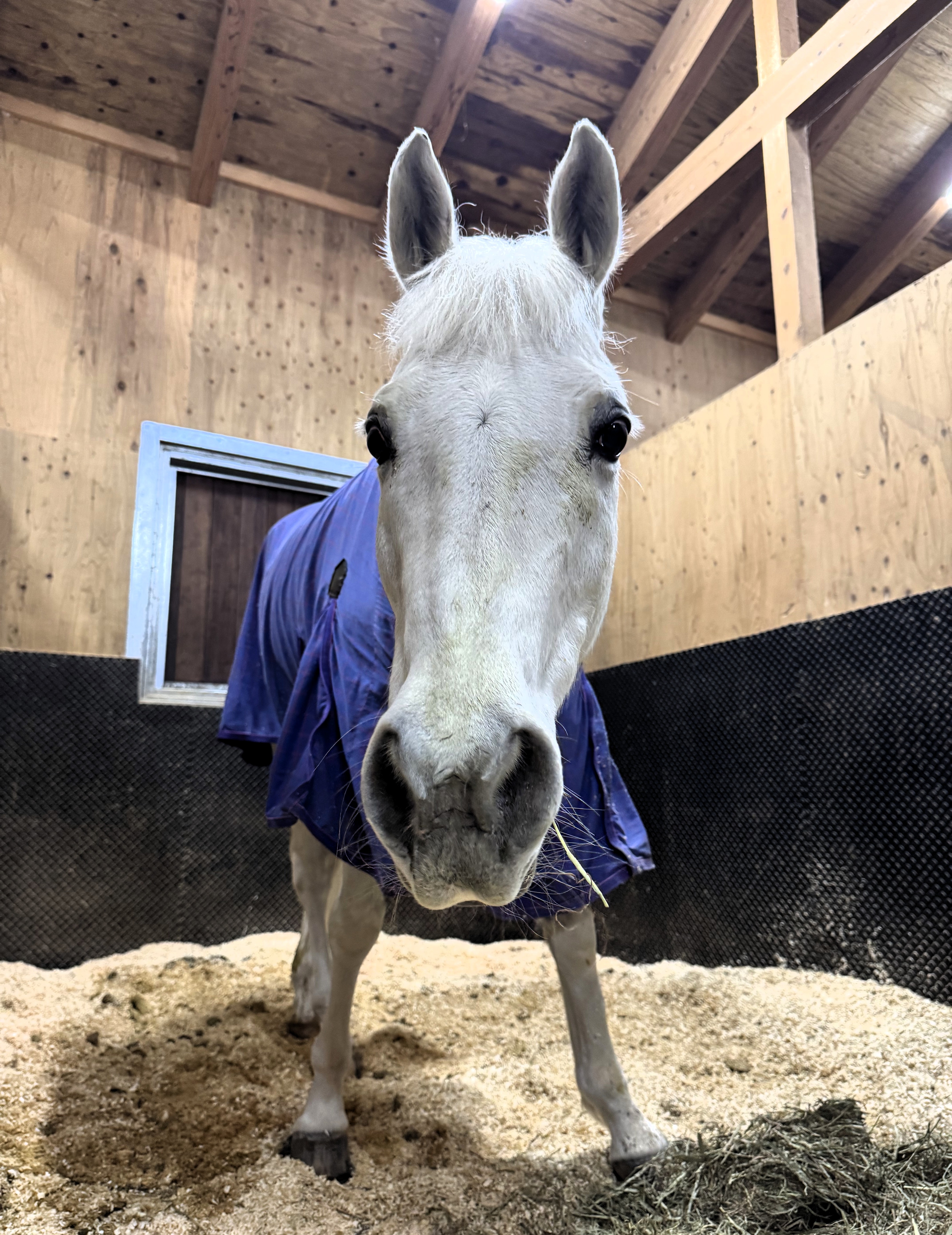 レオスティンガー