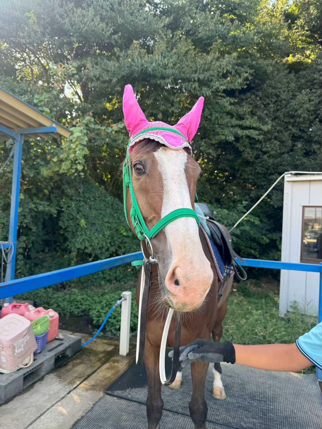 フォルトゥーナ　リタッチ