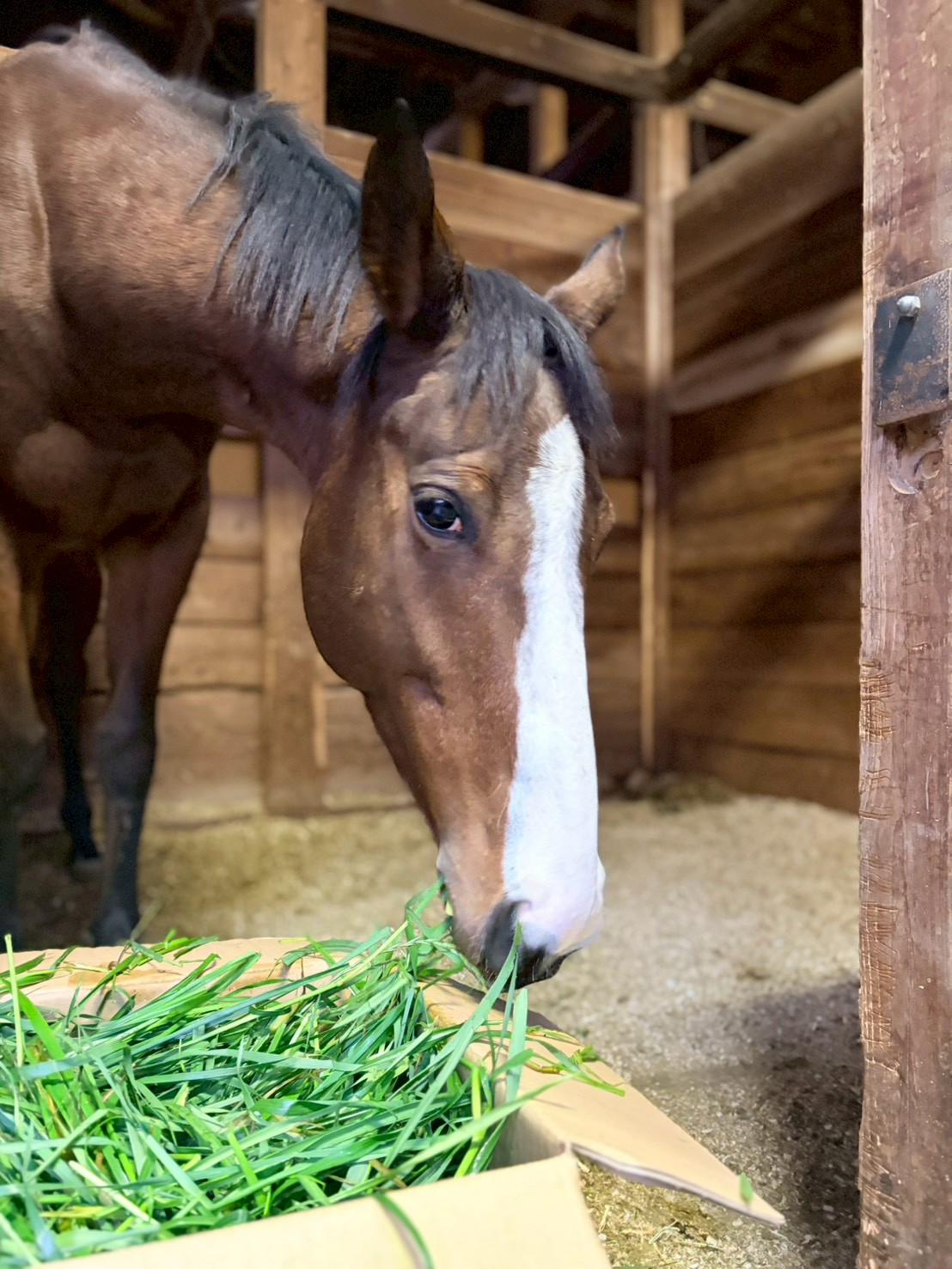 カエデ　リタッチ