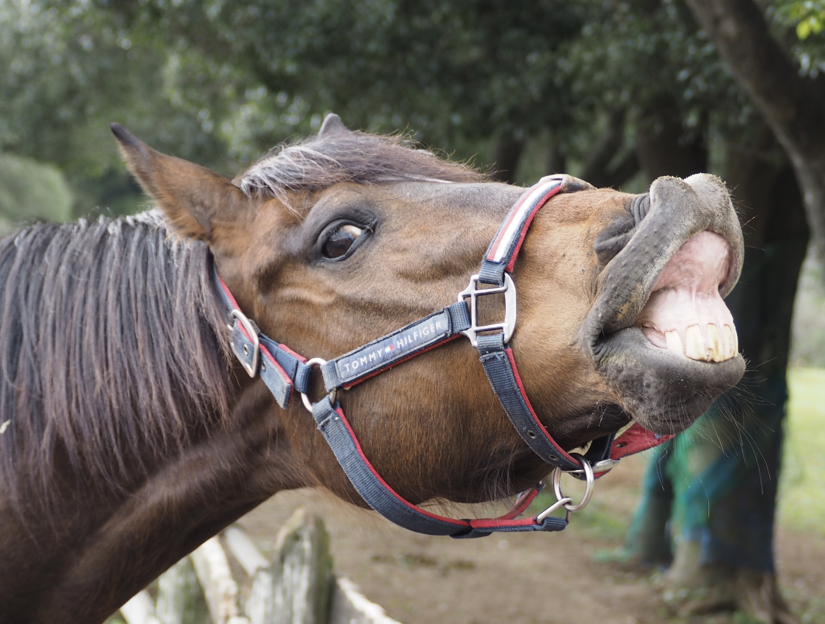 イデアブルーム