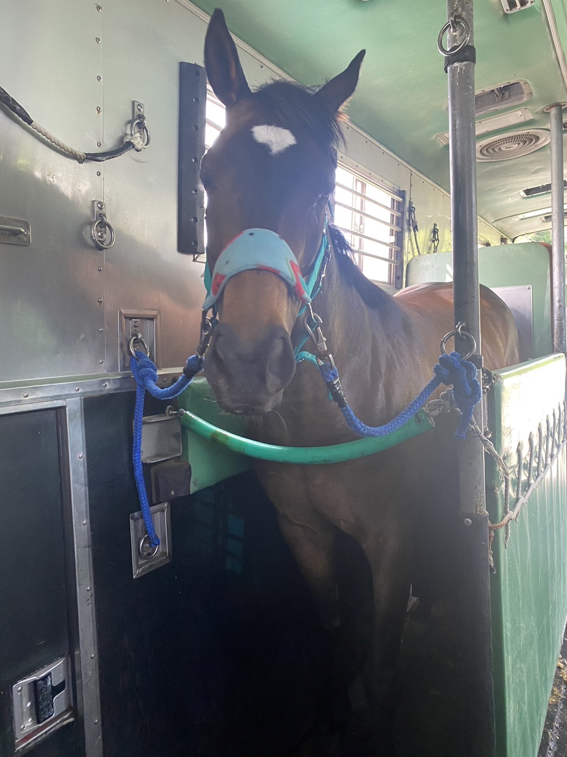 マイネルミシシッピ