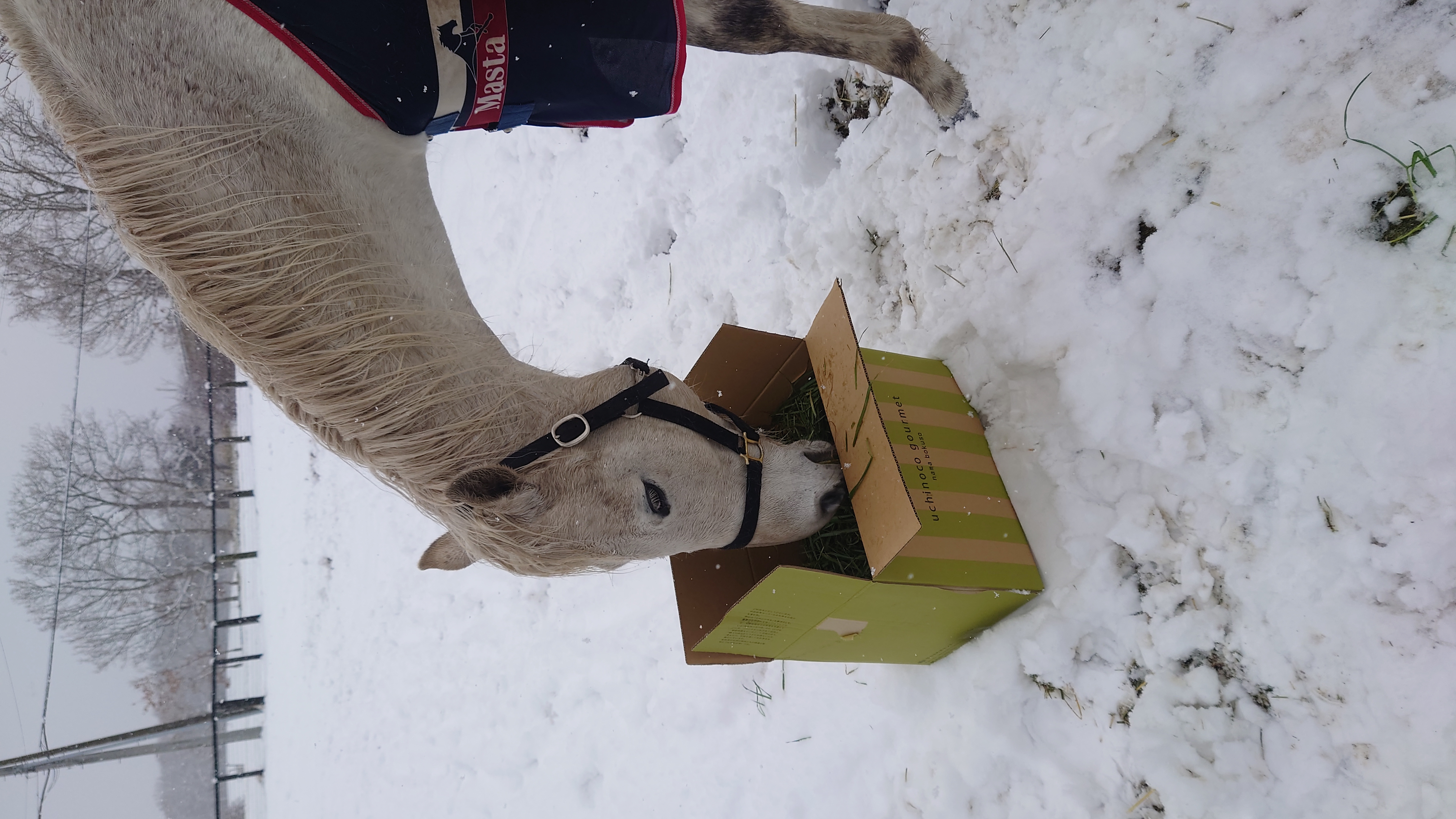 シゲルジャンボイモ