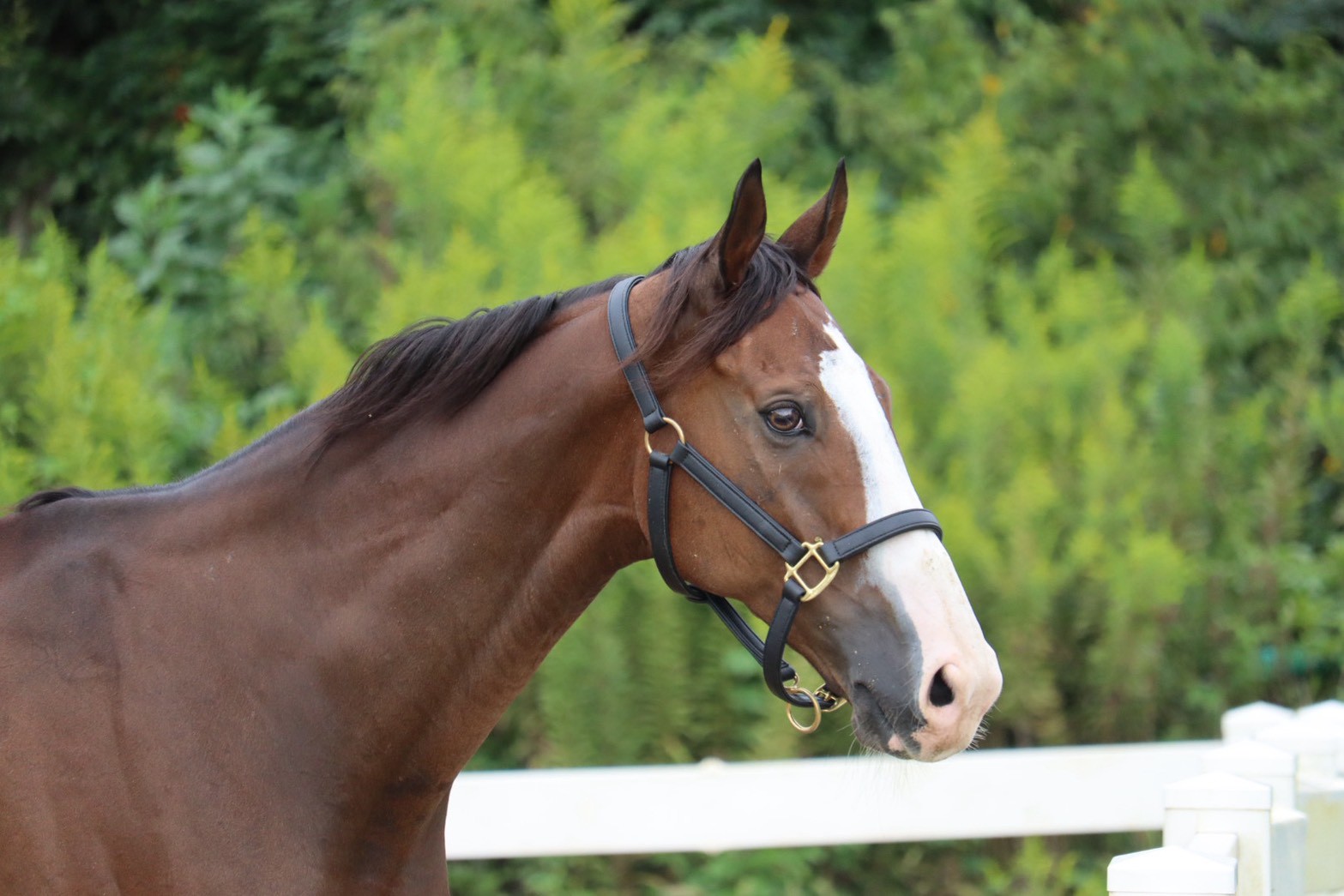 フォルトゥーナ　リタッチ