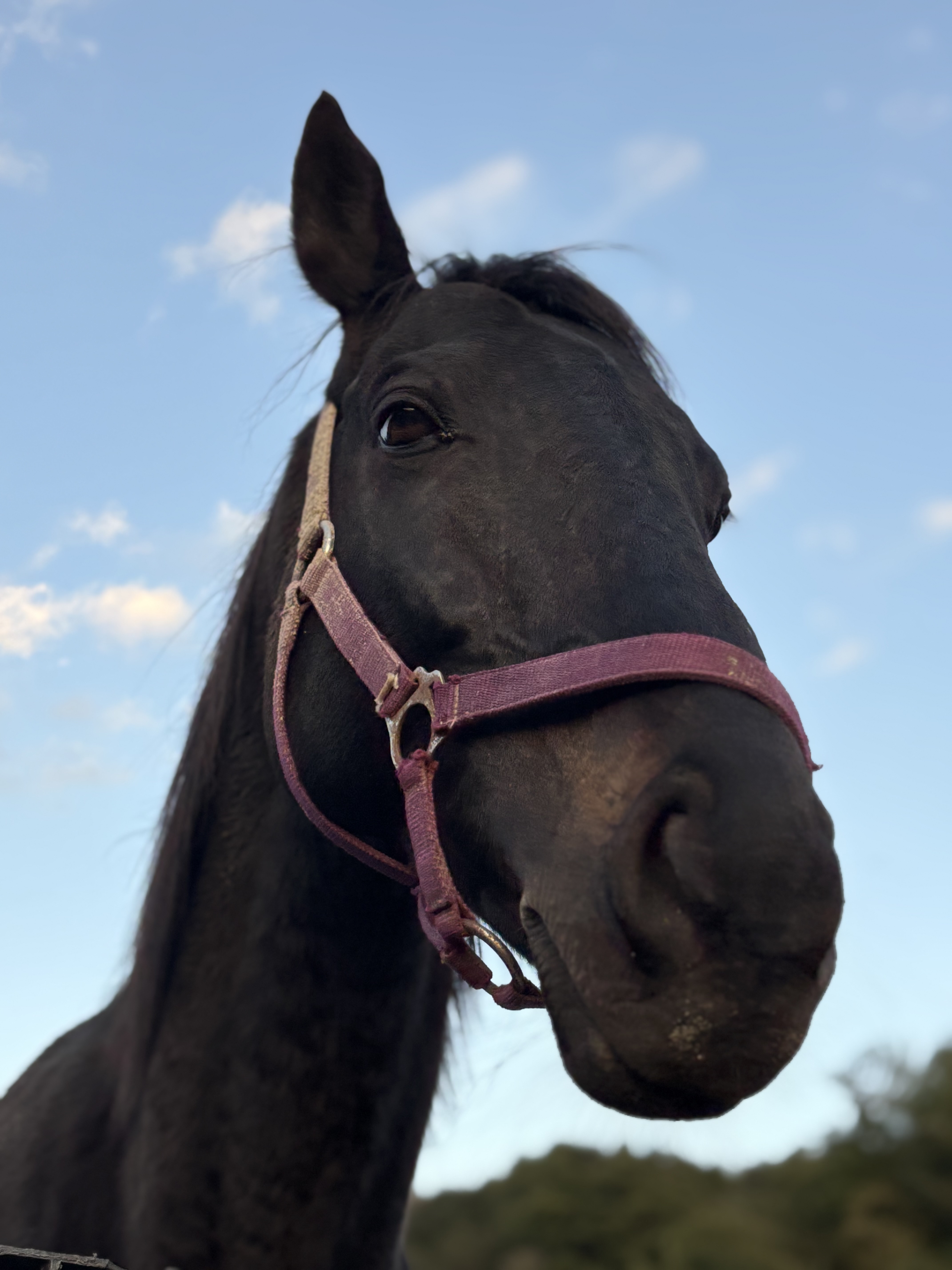 ネオテスタメント