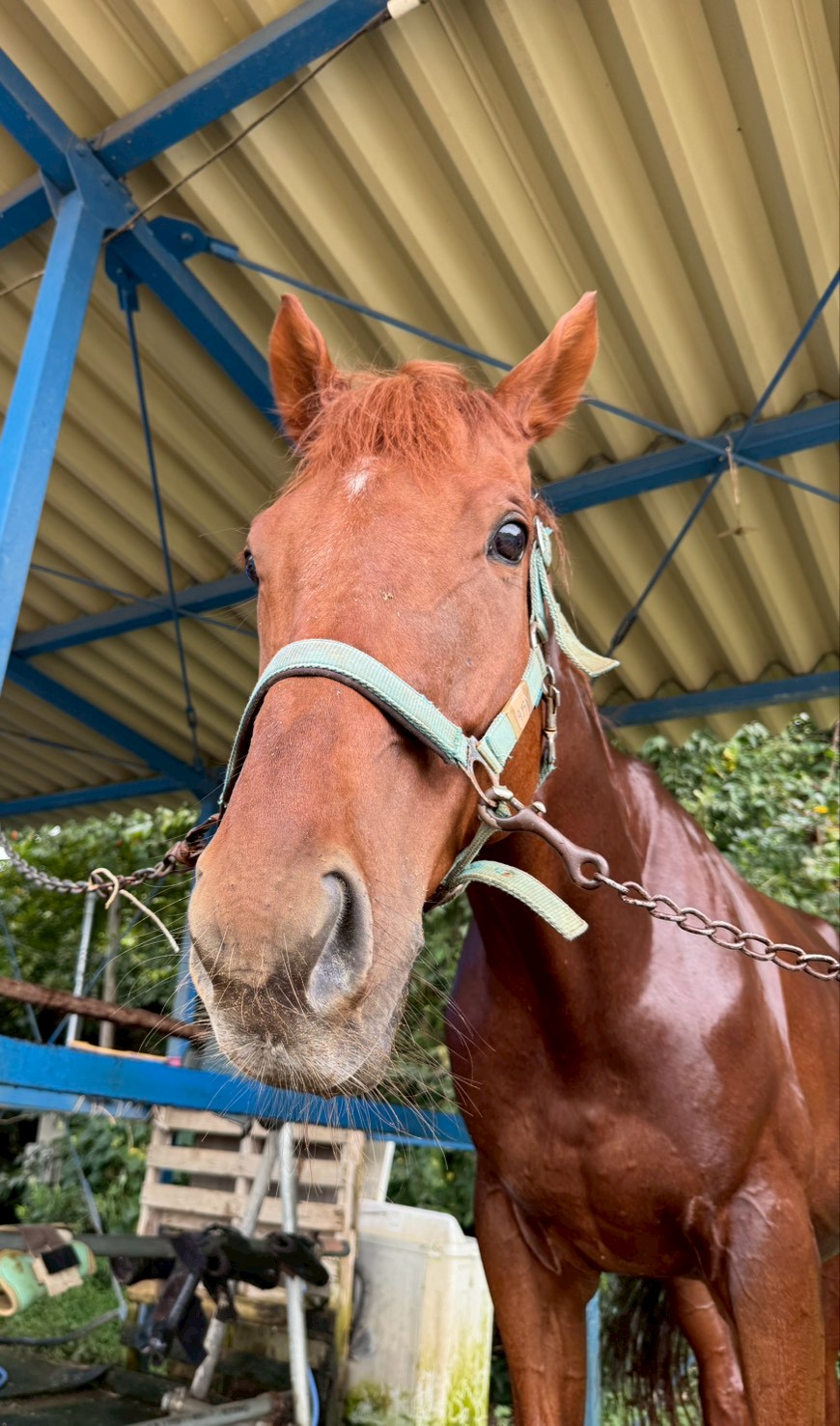 テラ　リタッチ