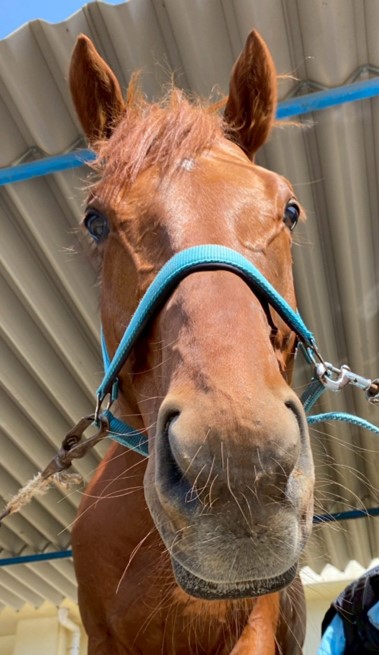 テラ　リタッチ