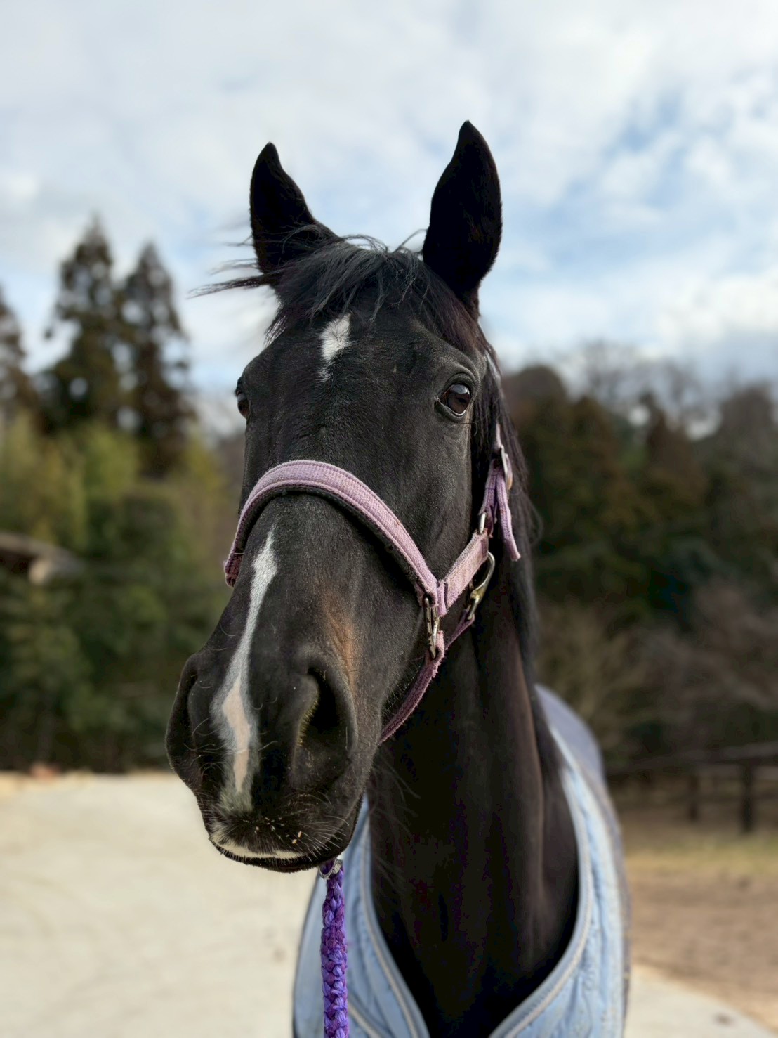 ピュアリタッチ