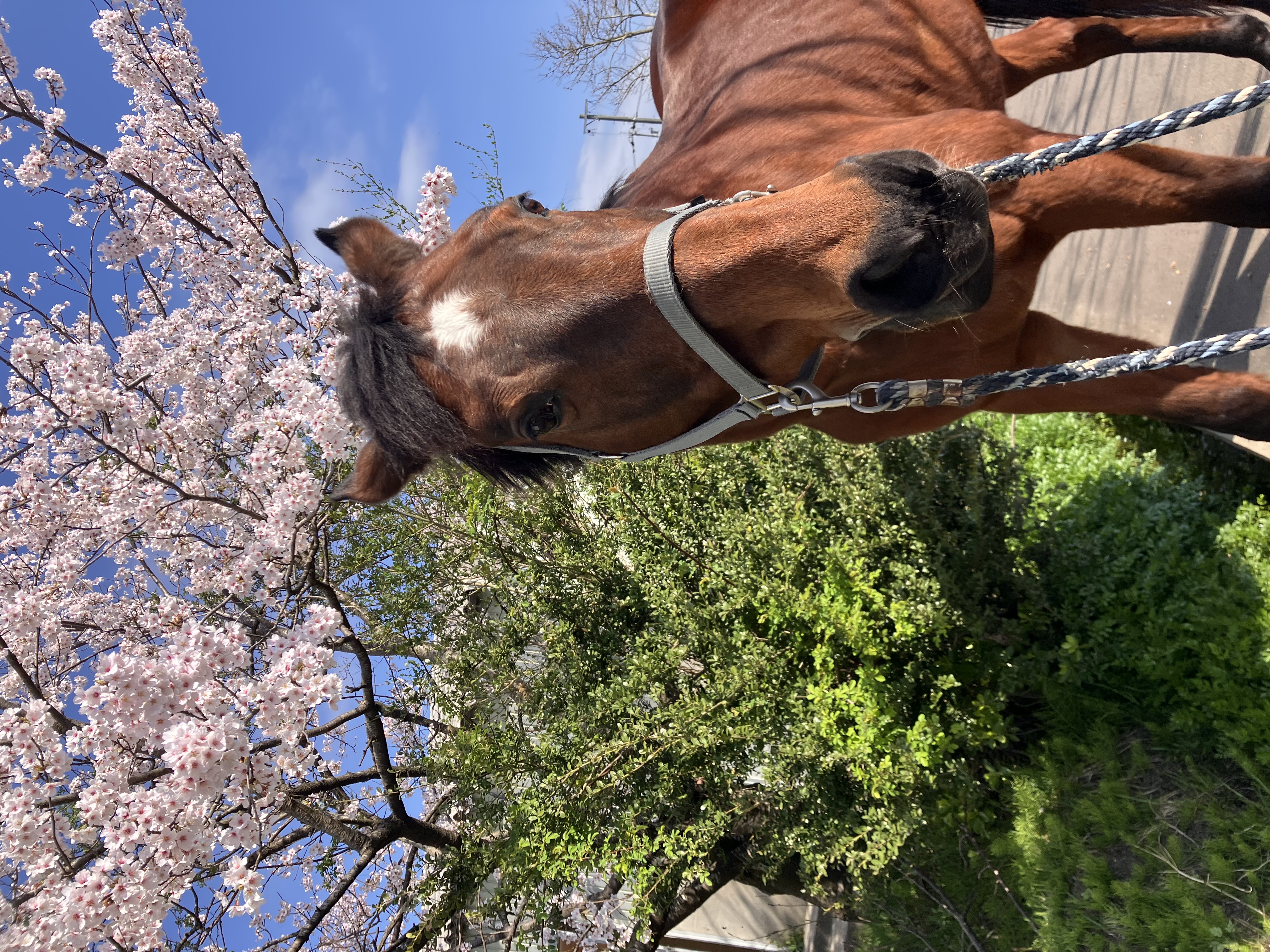 ユウターフラッシュ