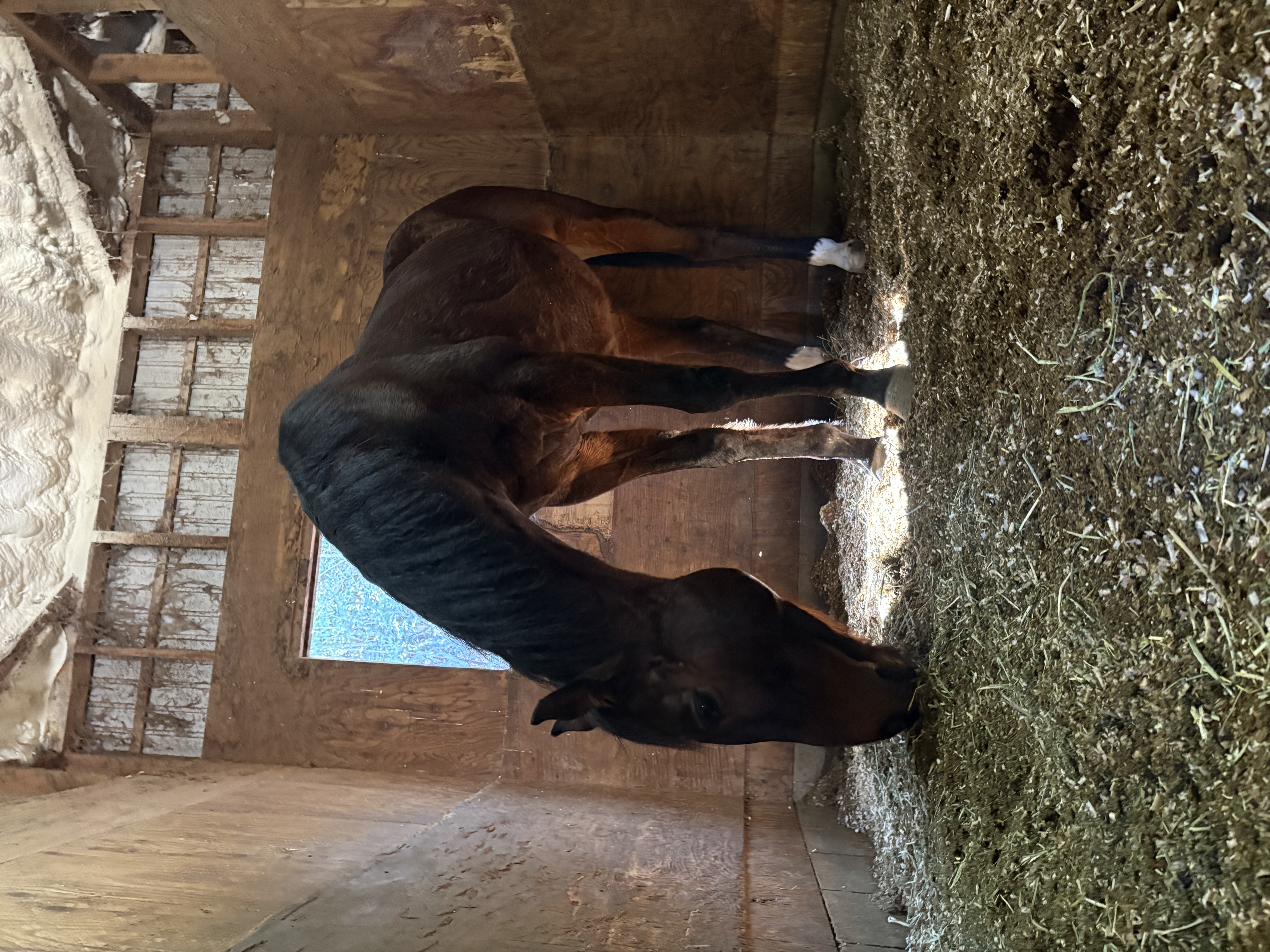 ウエスタンアダム