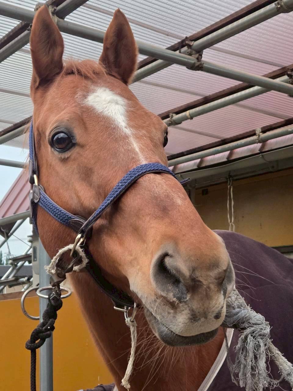 キャプテンペリー