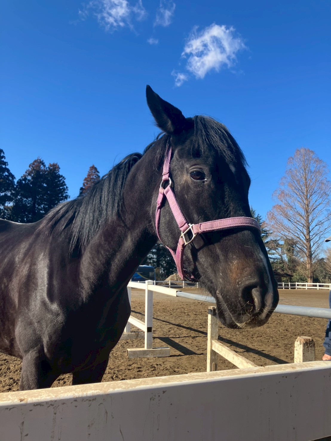 ピュアリタッチ