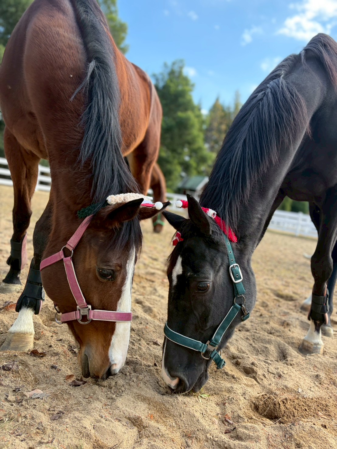 カエデ　リタッチ