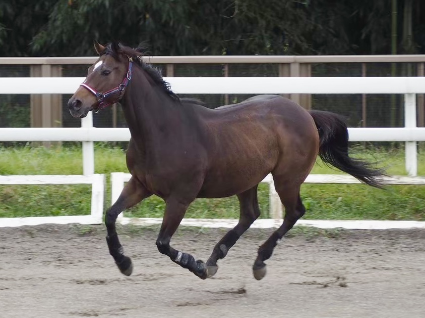 イデアブルーム