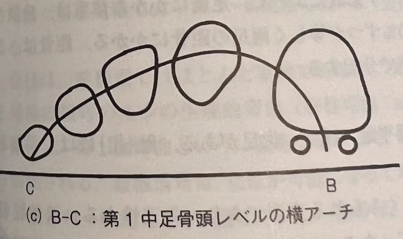 足の前アーチの構造
