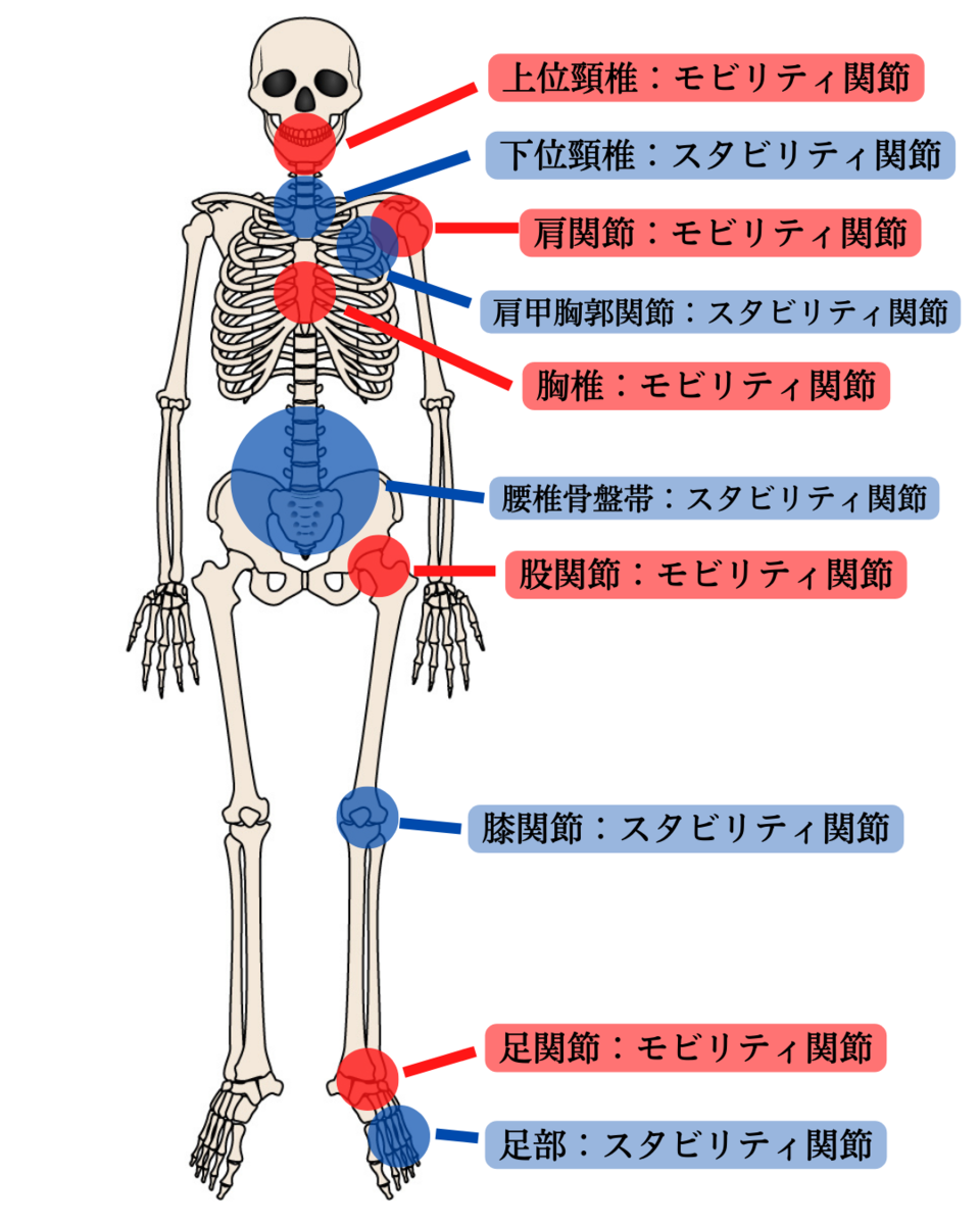 関節ごとのモビリティとスタビリティ図解