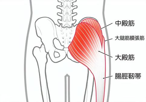 大臀筋