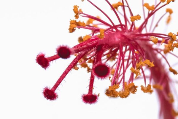 花粉が飛んでいる　英語 there's pollen in the air 意味