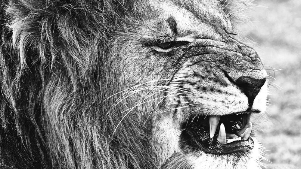 お腹が鳴る　英語　my stomach is growling