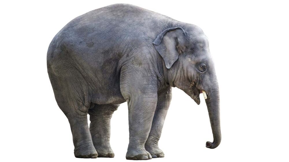 the elephant in the room 意味　日本語