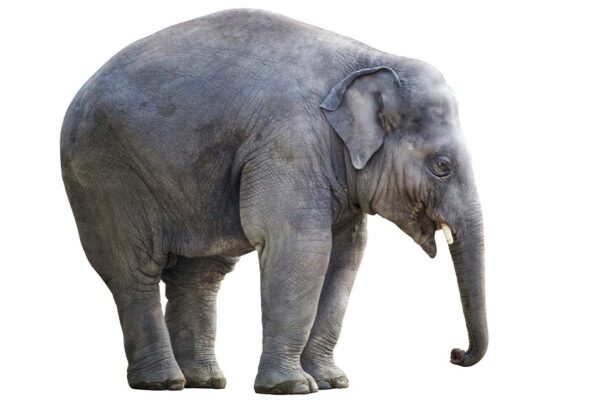 the elephant in the room 意味　日本語