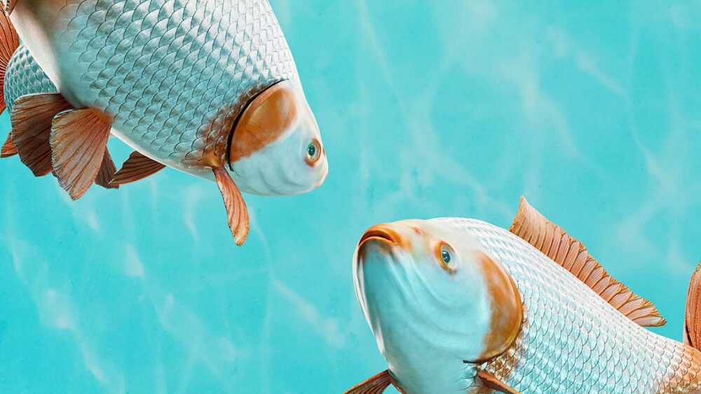 褒め待ち　英語　fish for compliments 英語