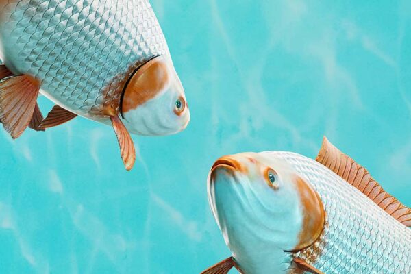 褒め待ち　英語　fish for compliments 英語