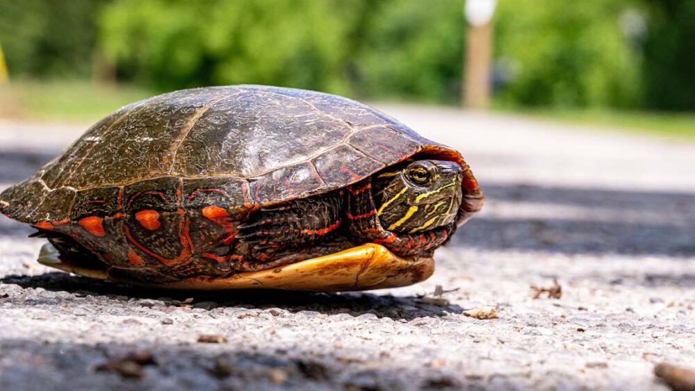 殻が破れる　英語　打ち解ける　英語　come out of my shell 意味