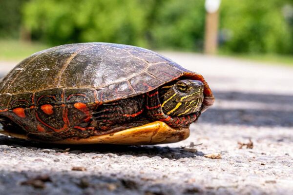 殻が破れる　英語　打ち解ける　英語　come out of my shell 意味