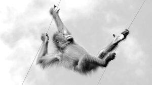 monkey branch 意味