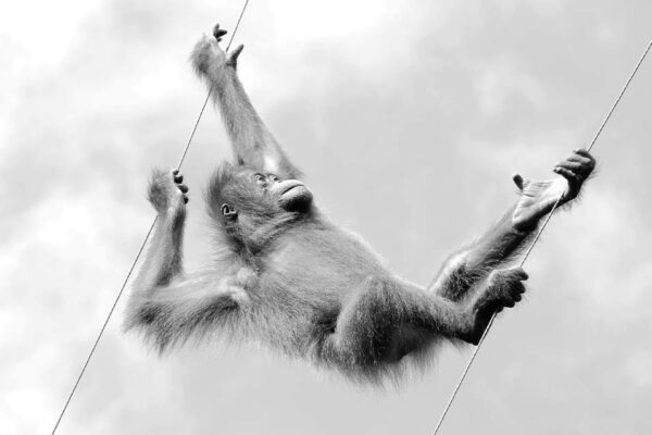 monkey branch 意味