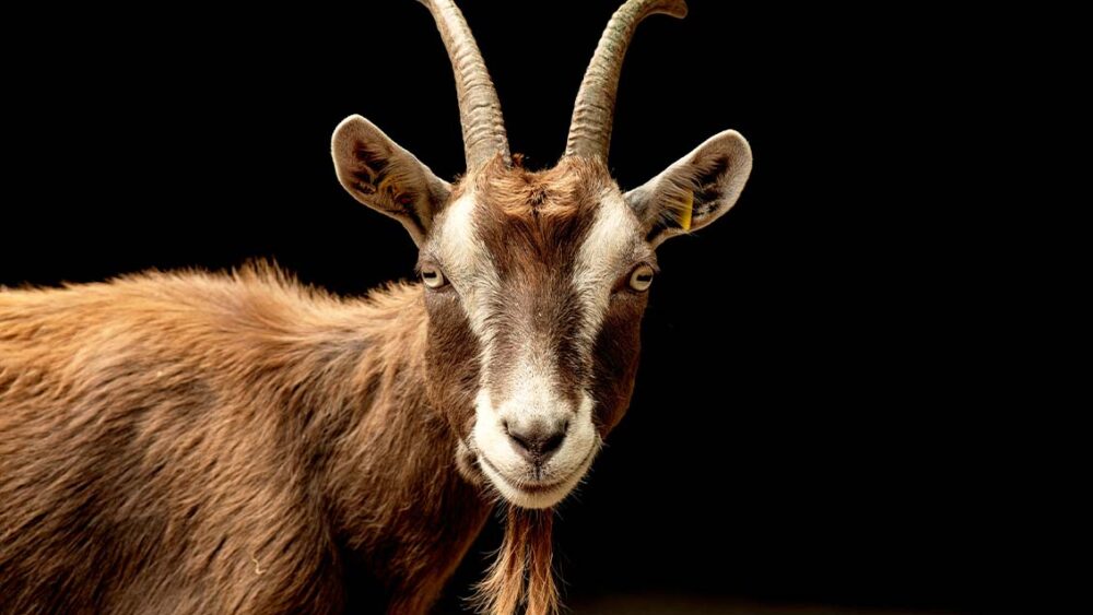 英語　the GOAT 意味 　「史上最高」「歴代最高」「レジェンド」