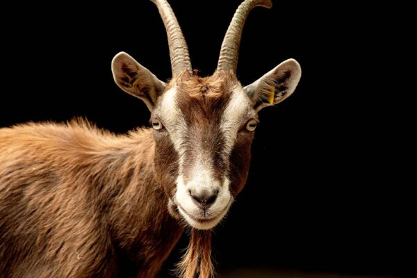 英語　the GOAT 意味 　「史上最高」「歴代最高」「レジェンド」