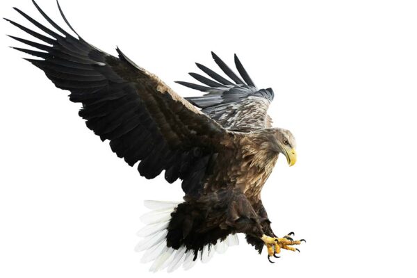 通用しない　英語 not going to fly 意味