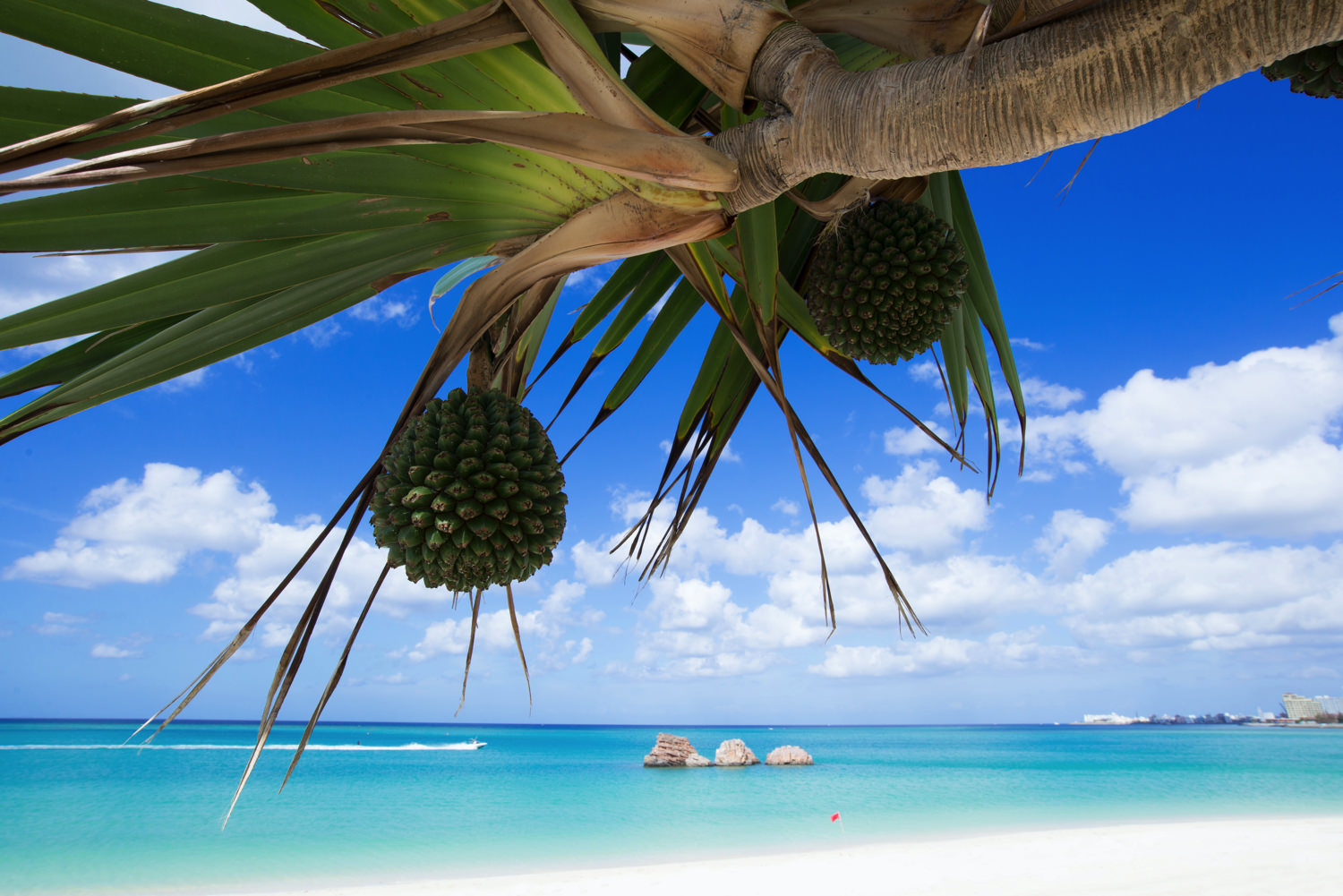 アラハビーチ おきなわlikes 県民と旅行者のための沖縄お出かけ情報サイト