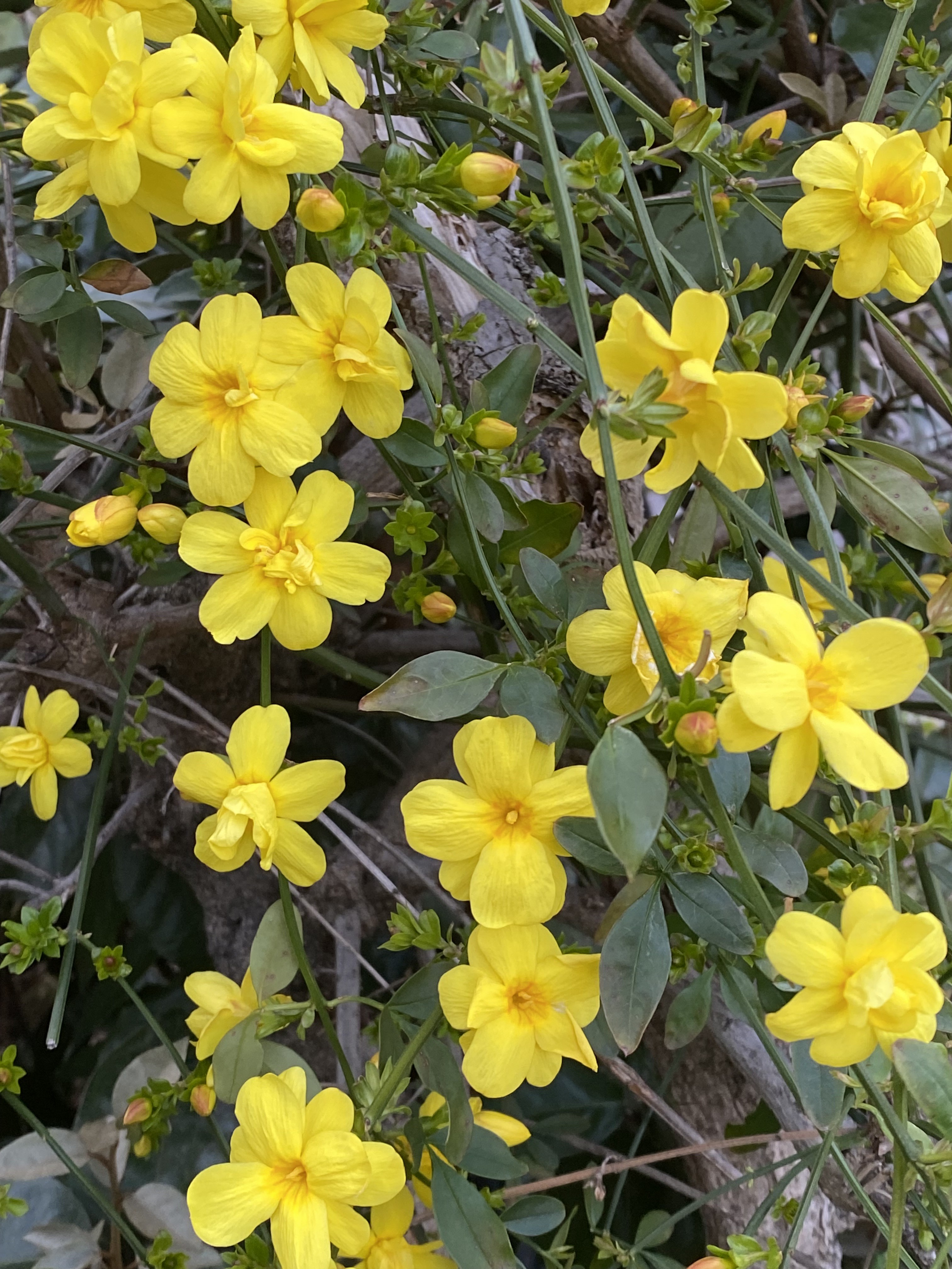 たろールベーグ