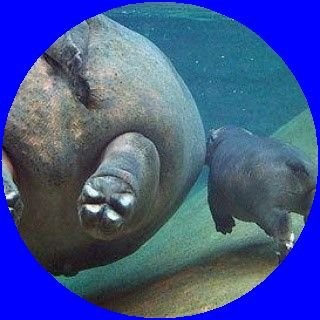 HippoMasa