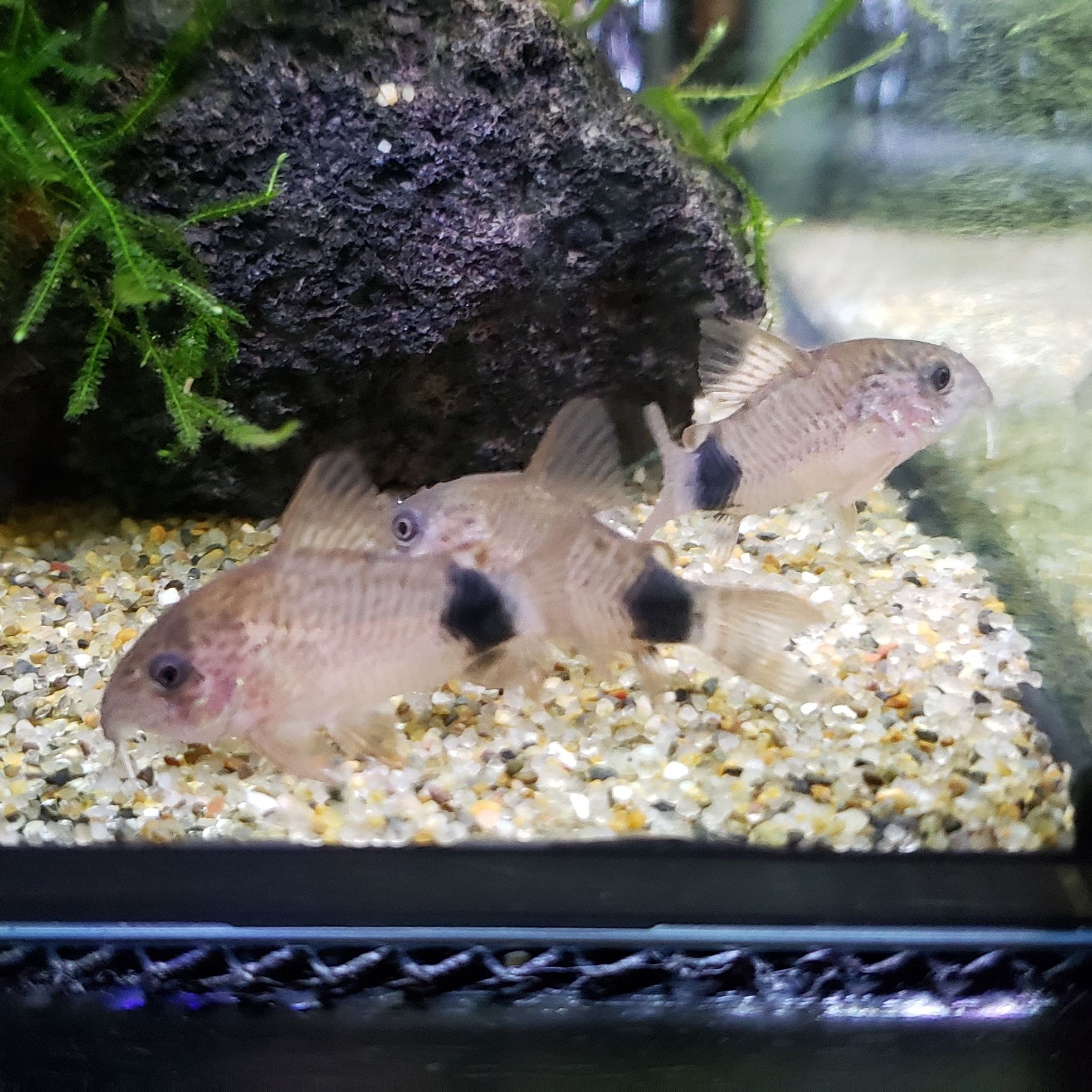 カウディ