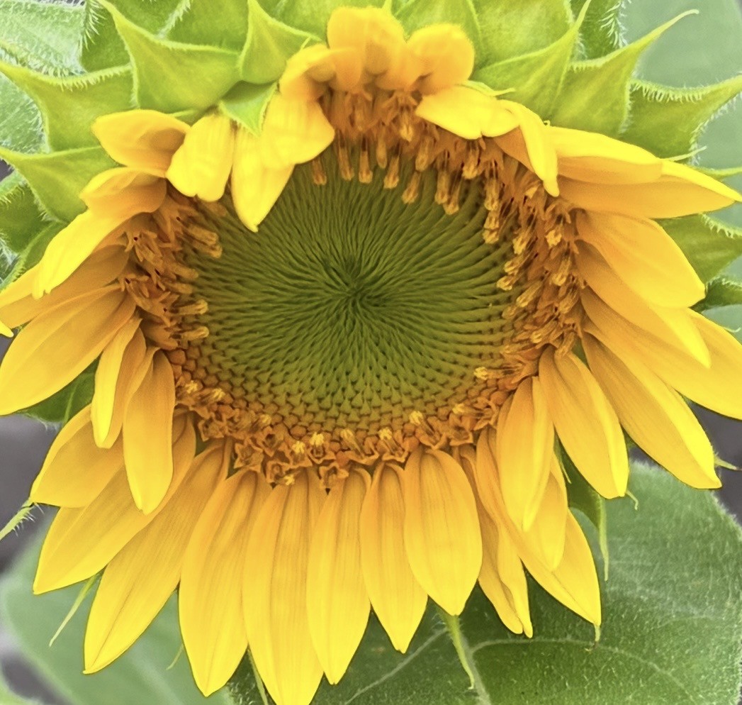 minminsunflower