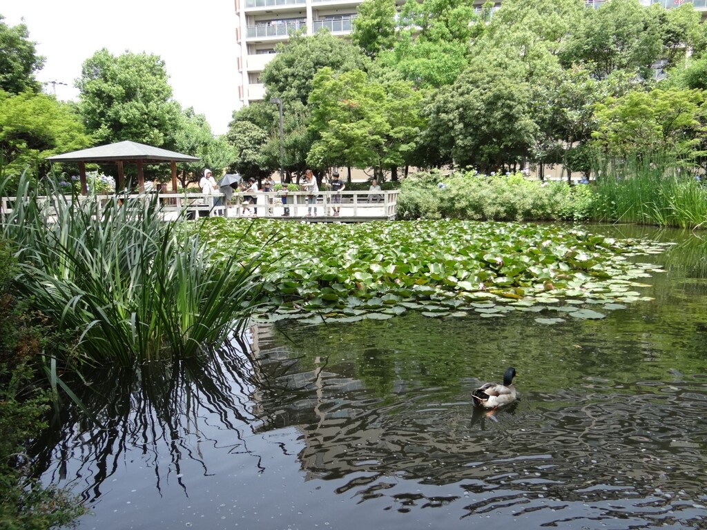 西園にある「もみじ池」