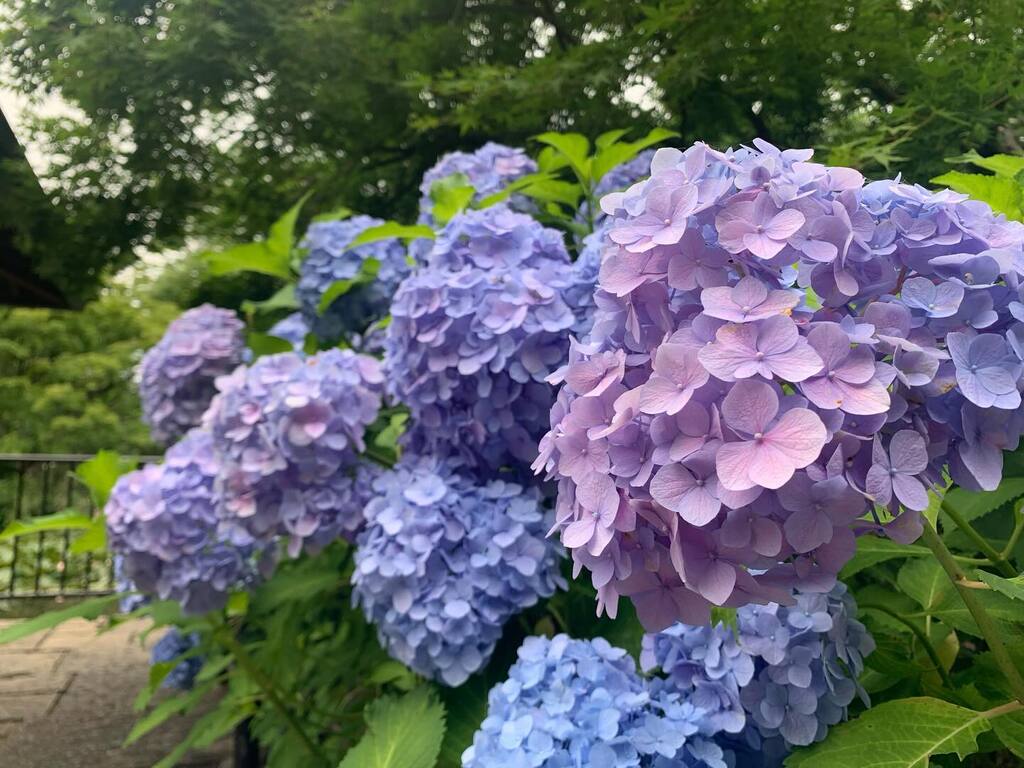 美しいアジサイ