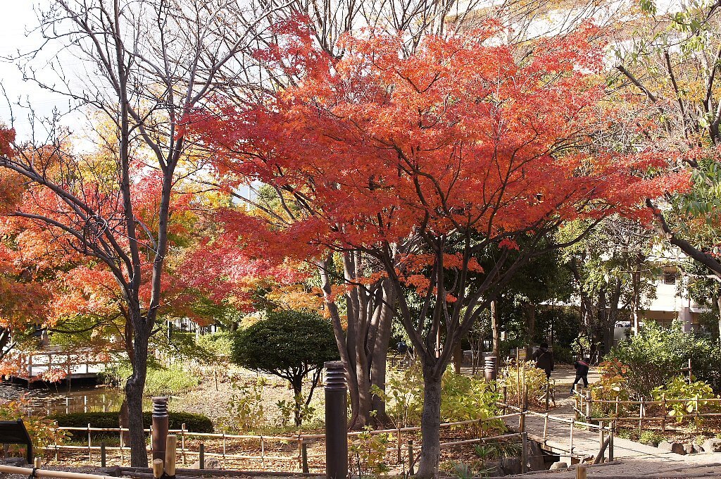 もみじ池の紅葉