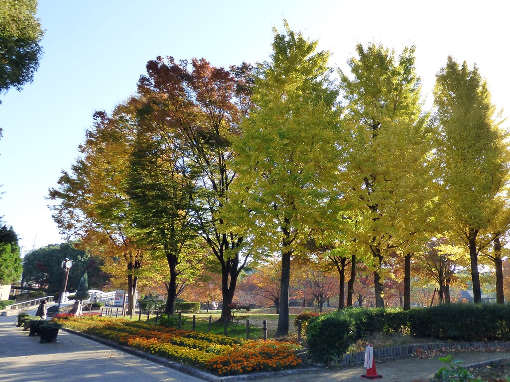 秋になるとイチョウなどの紅葉も美しい