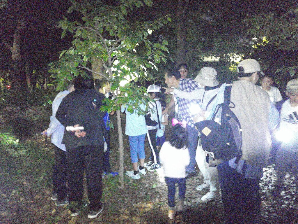 夜のセミ羽化観察会(みどりの学校)