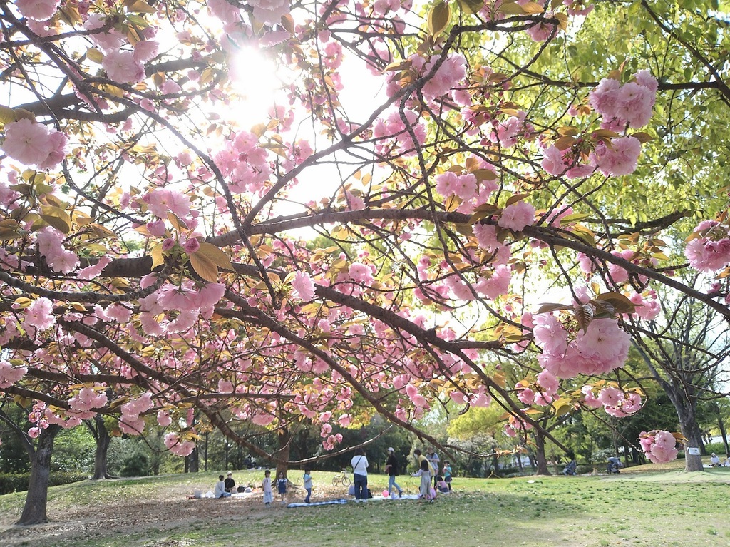 見事に咲く八重桜