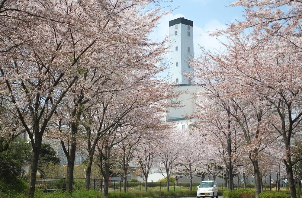 桜