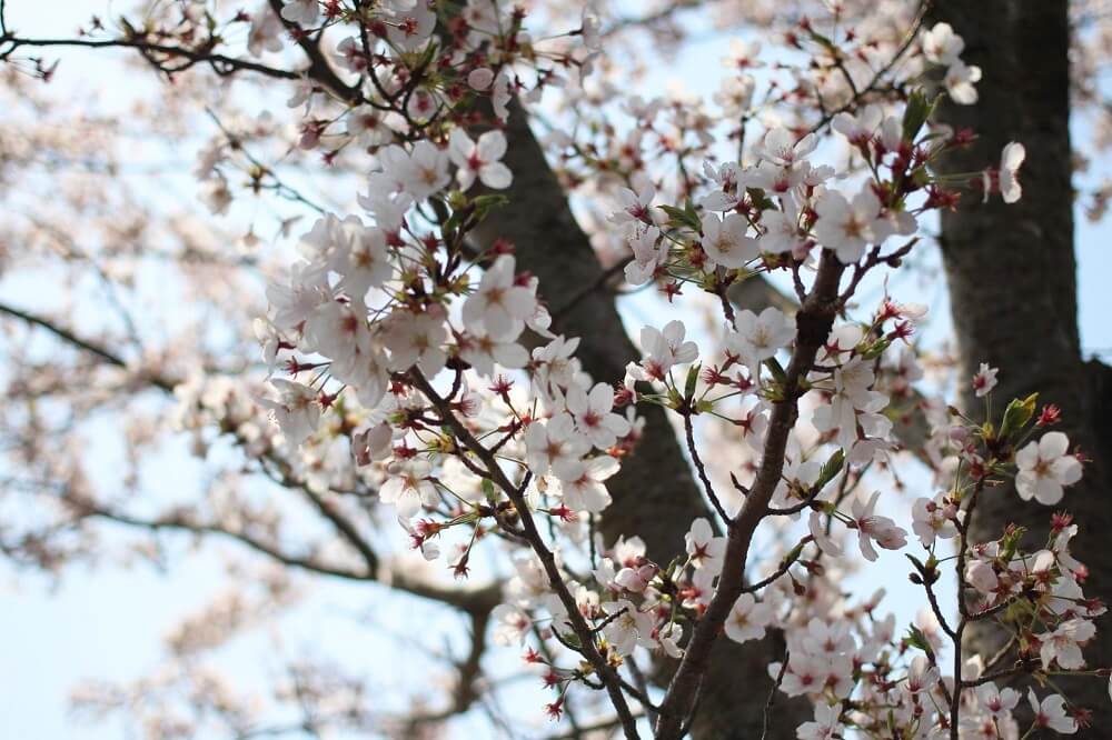 桜